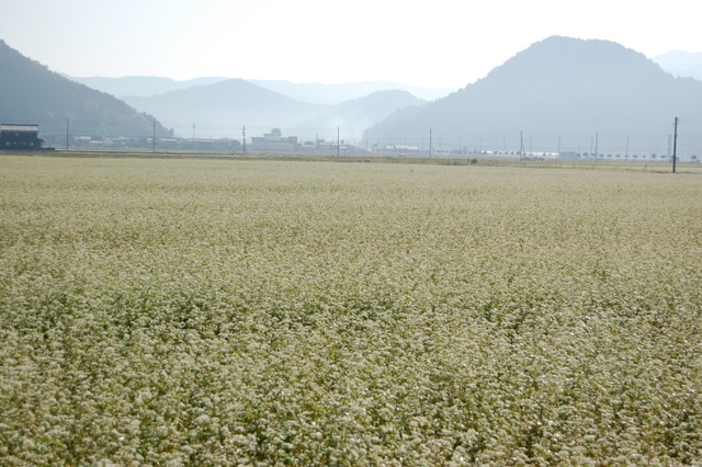 蕎麦畑