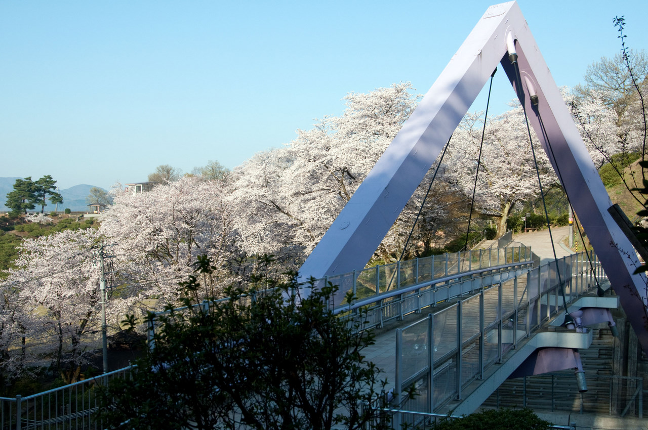 西山橋からの満開の桜