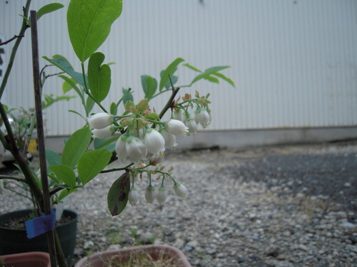 DSCN1129.JPG